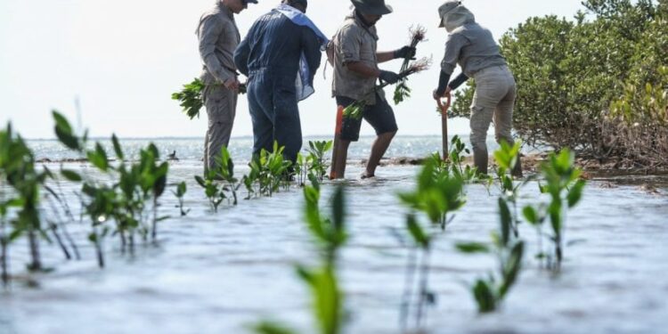 Reforesta SEDUMA litoral para cuidar comunidades y biodiversidad