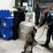 Realiza Agrupamiento Canino de la Guardia Estatal operativo para detectar narcóticos en Central de Autobuses