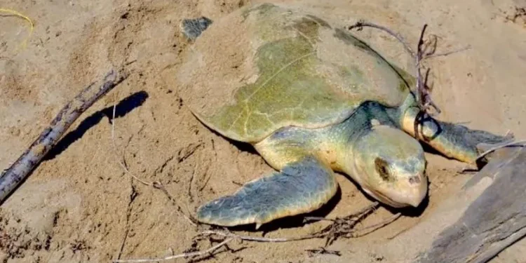 Intensifica Tamaulipas monitoreo y resguardo de nidos de tortuga lora