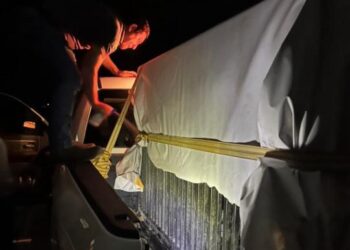 Brindan atención especializada a felino silvestre rescatado en la zona serrana de Tamaulipas