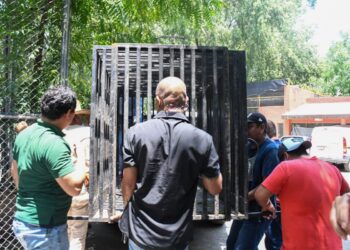 Libera Tamaulipas a jaguar rescatado tras recibir atención médica especializada