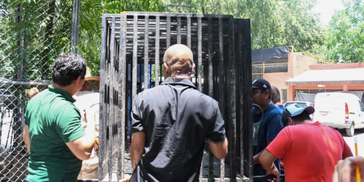 Libera Tamaulipas a jaguar rescatado tras recibir atención médica especializada