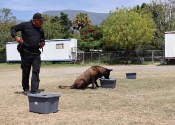 Binomios K-9 de la Guardia Estatal fortalecen la seguridad y la cercanía con la ciudadanía