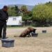 Binomios K-9 de la Guardia Estatal fortalecen la seguridad y la cercanía con la ciudadanía