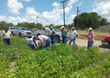 Supervisan avance del cultivo de frijol guar en el norte de Tamaulipas