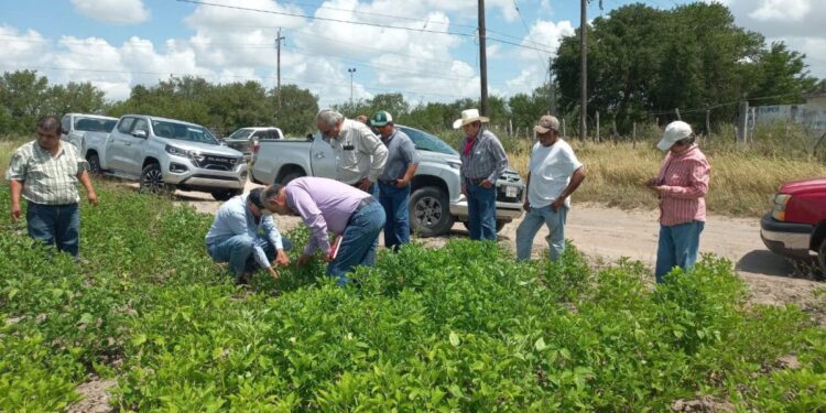 Supervisan avance del cultivo de frijol guar en el norte de Tamaulipas