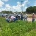 Supervisan avance del cultivo de frijol guar en el norte de Tamaulipas