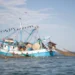 Impulsan pesca responsable para salvar tortugas marinas en Tamaulipas