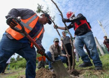 Contribuye SEDUMA a estrategia de reforestación con más de 134 mil manglares y árboles nativos