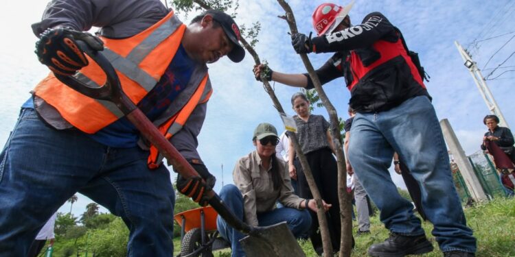 Contribuye SEDUMA a estrategia de reforestación con más de 134 mil manglares y árboles nativos
