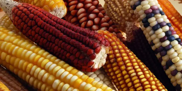 Tamaulipas mantiene buena producción de maíz pese a golpe de sequía
