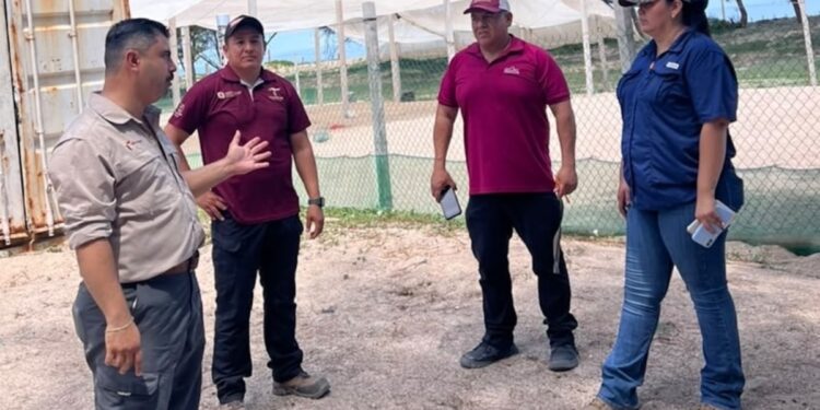 Refuerzan vigilancia y protección de tortugas marinas en campamentos de Tamaulipas