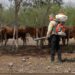 Intensifica Tamaulipas acciones de control en predios afectados por gusano barrenador