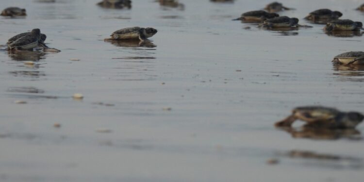 Mantiene Tamaulipas acciones de conservación de tortuga lora durante la recta final de la temporada