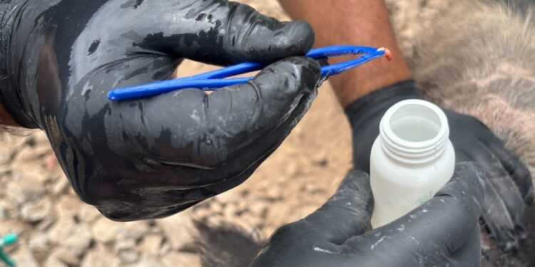 Tamaulipas refuerza acciones de vigilancia y prevención para contener plaga de gusano barrenador