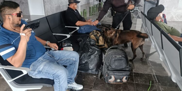 Binomios K-9 de la Guardia Estatal refuerzan la seguridad en Central de Autobuses de Ciudad Victoria