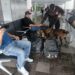 Binomios K-9 de la Guardia Estatal refuerzan la seguridad en Central de Autobuses de Ciudad Victoria