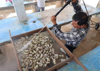 Supervisan unidades de producción de ostión en Las Higuerillas, municipio de Matamoros