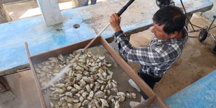 Supervisan unidades de producción de ostión en Las Higuerillas, municipio de Matamoros