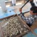 Supervisan unidades de producción de ostión en Las Higuerillas, municipio de Matamoros