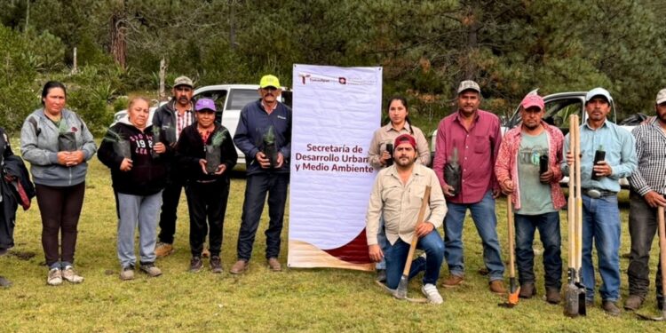 Rescata SEDUMA bosques dañados por incendios y plagas